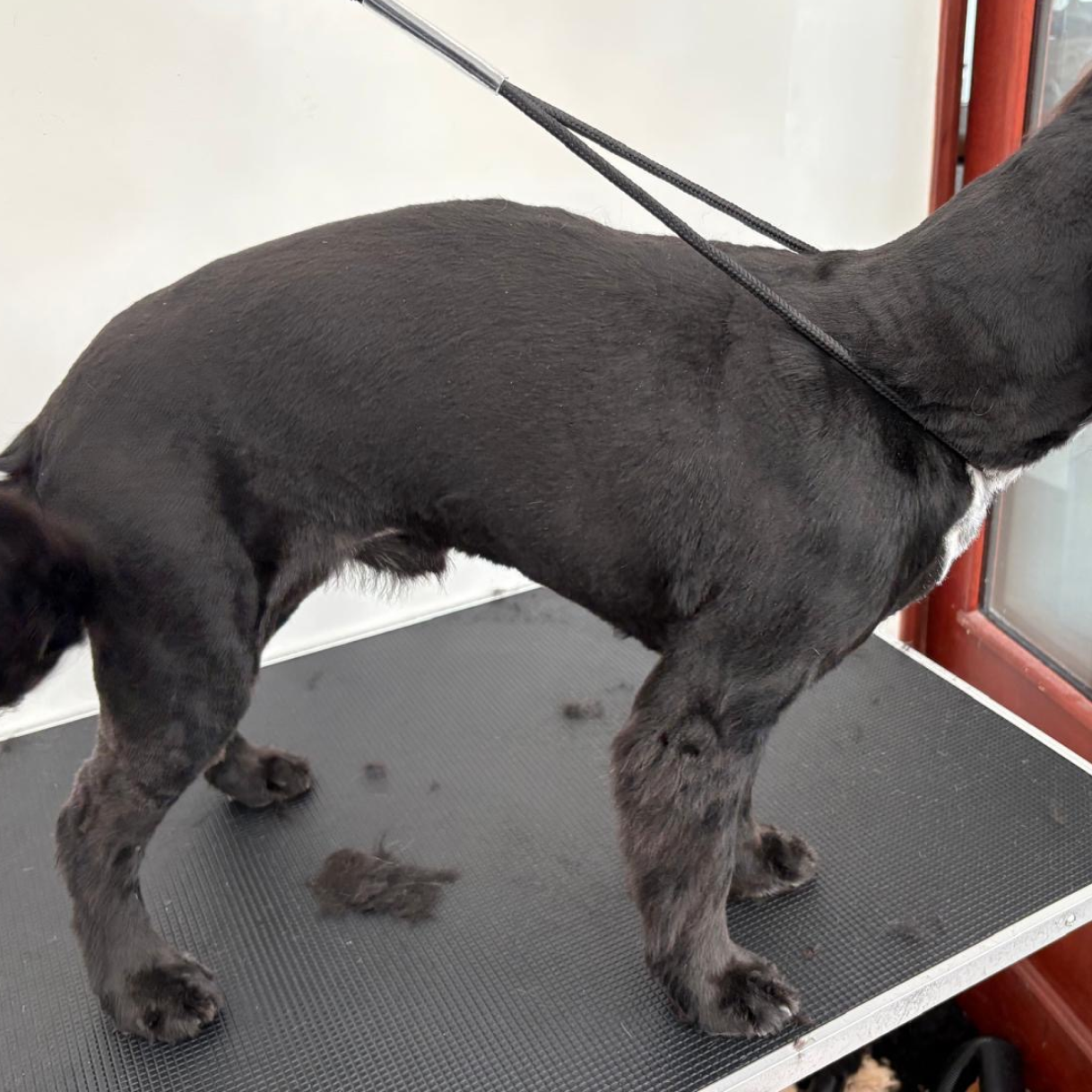 Bowie after grooming