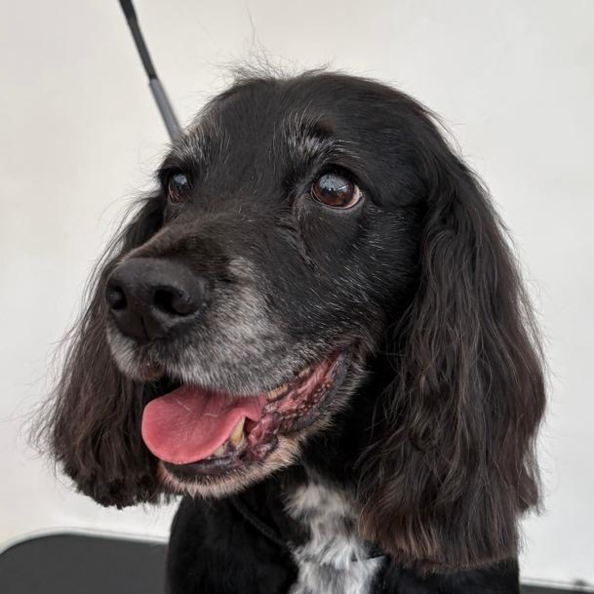 Bowie — groomed at The Floof Spa
