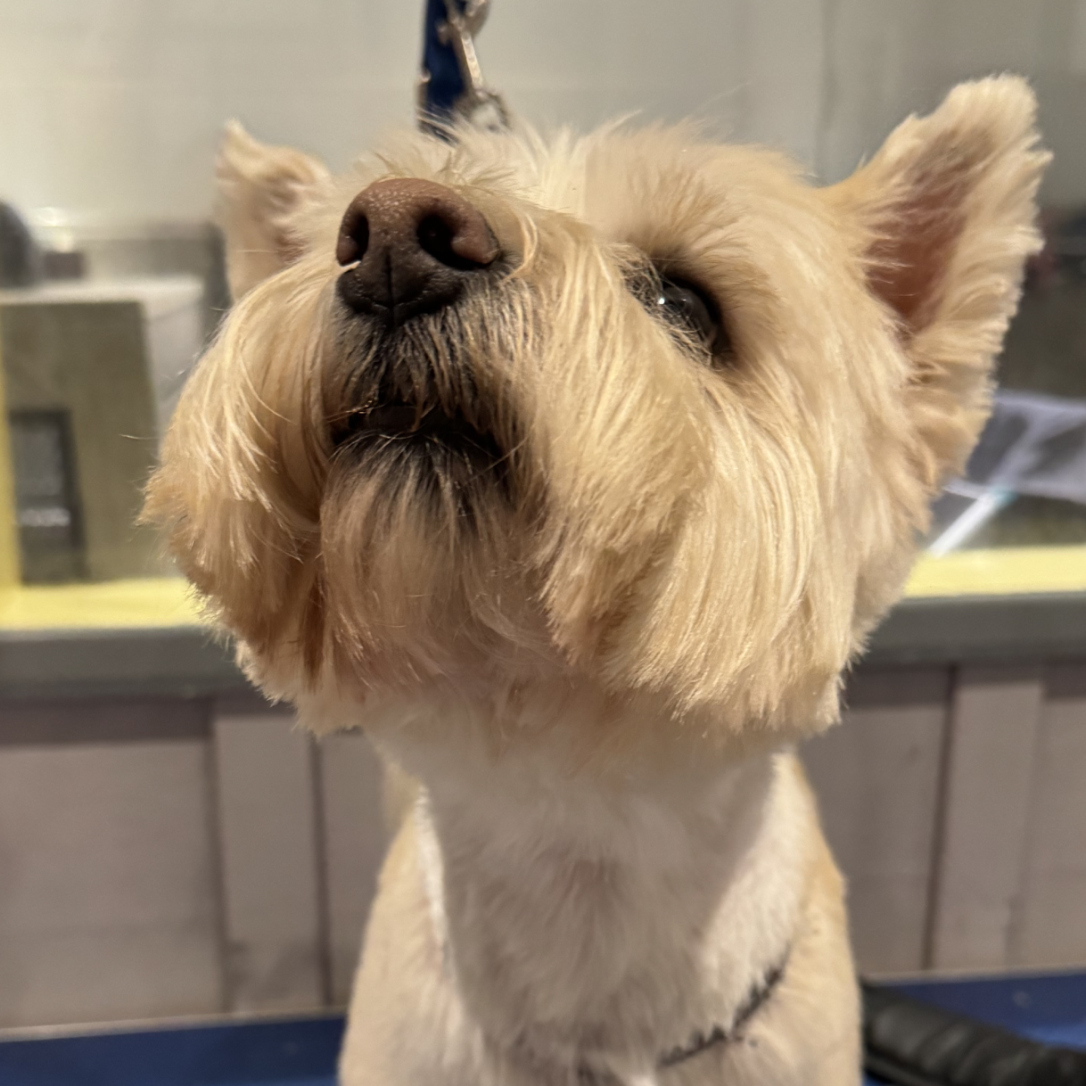 Herb — groomed at The Floof Spa