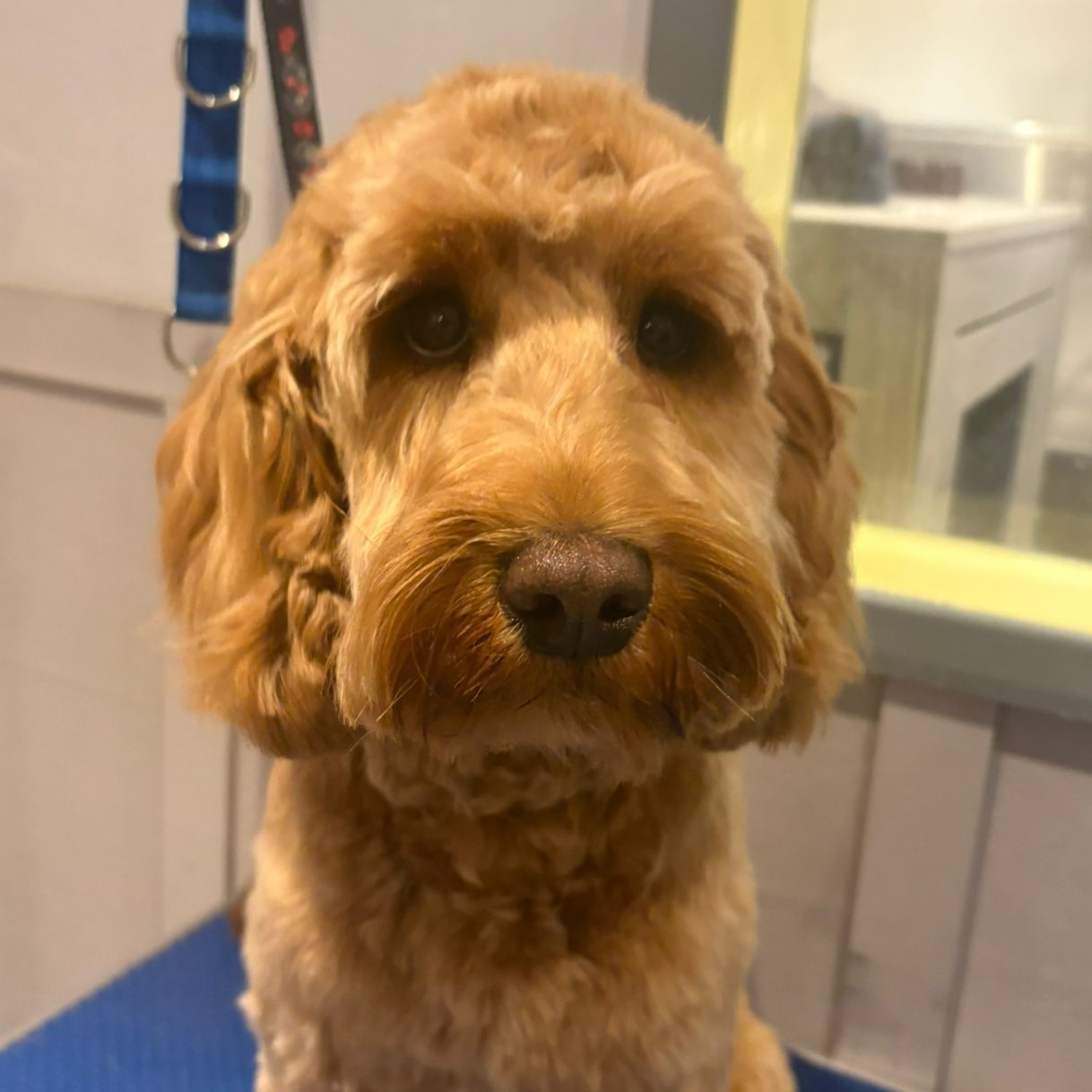 Jacky — groomed at The Floof Spa