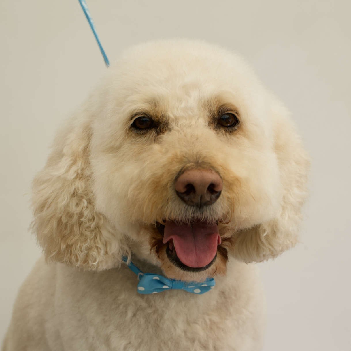 Lucky — groomed at The Floof Spa